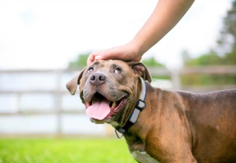Top 6 Reasons to Foster Dogs